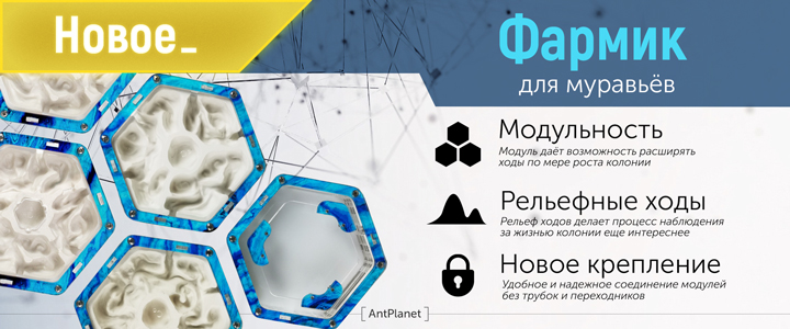 Муравьиные фермы купить в Москве — цены на формикарий с муравьями в ...