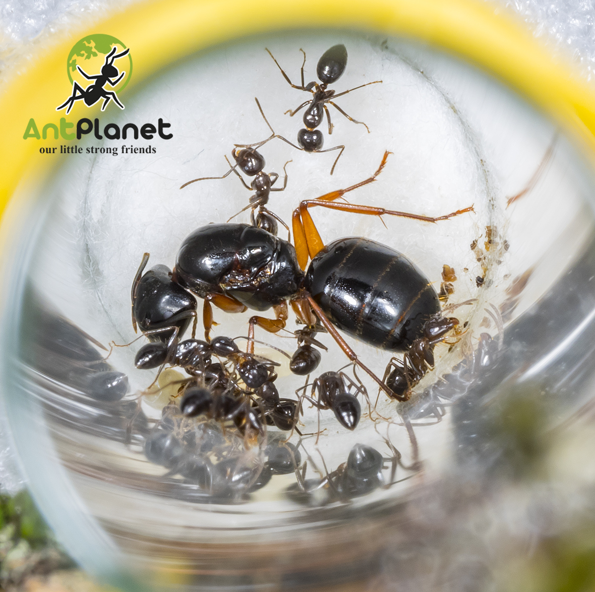 AntPlanet. Каталог муравьёв | Camponotus friedae.