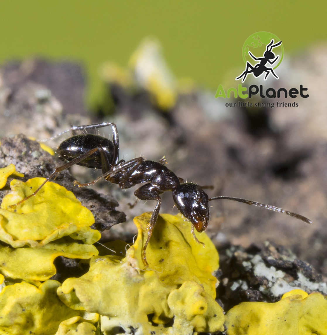 AntPlanet. Каталог муравьёв | Camponotus friedae.