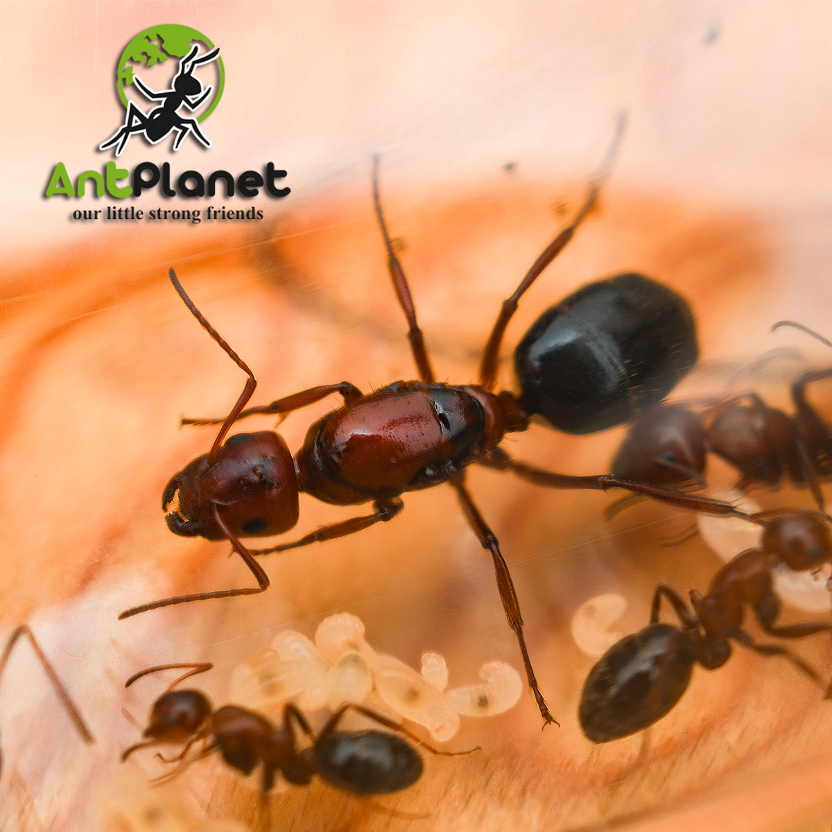 Купить муравьев в омске