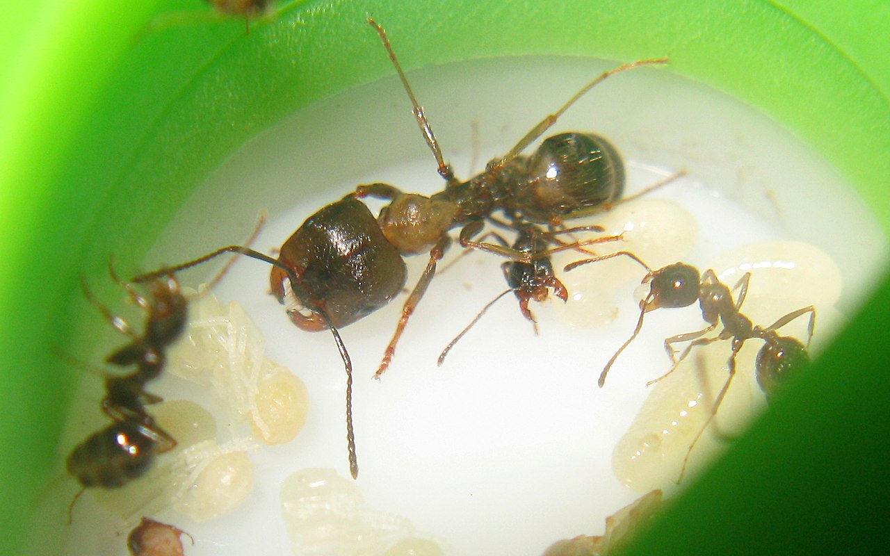Несмотря на муравьиную склонность. Муравьи Messor structor. Колония муравьев Messor structor. Messor structor муравей-Жнец. Messor structor матка.