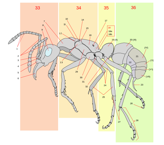 Схема строения муравья