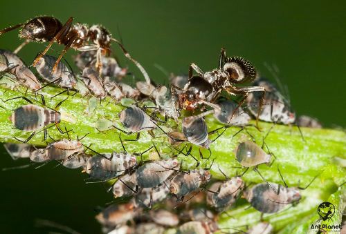Как избавиться от муравьёв в огороде и саду
