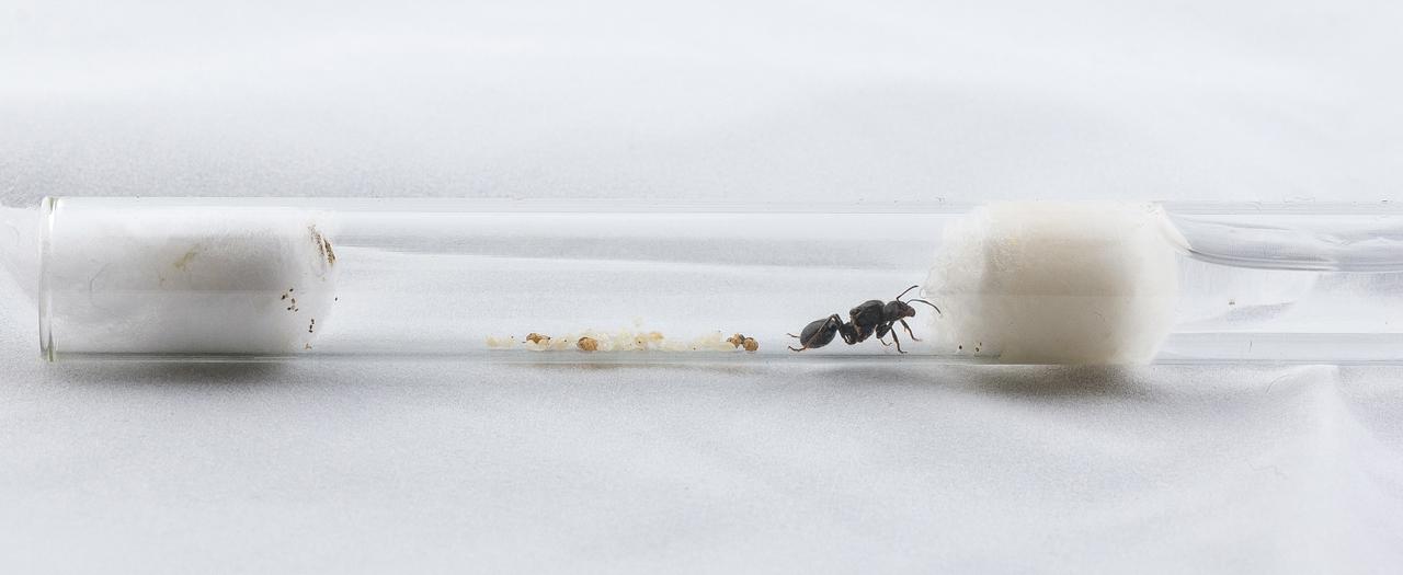 Как выращивать муравьев в домашних условиях?