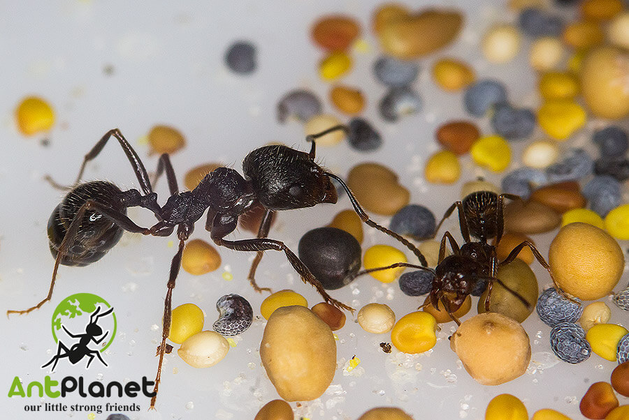 Муравьиная ферма с муравьями Стартовая 